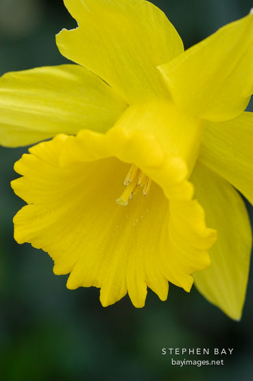Narcissus, Daffodil.
