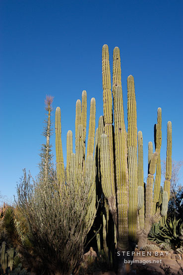 Cardon. Pachycereus pringlei.
