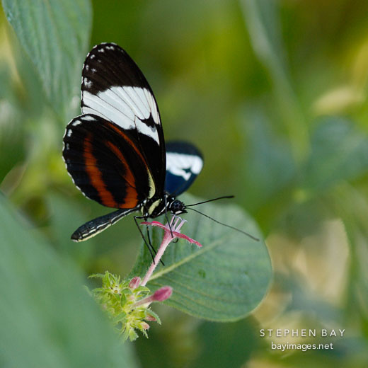 Crimson-Patch Longwing. Heliconius erato.