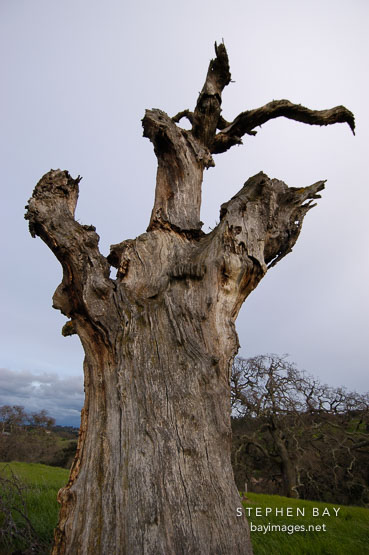 Dead tree at Arastradero Preserve. Palo Alto, California, USA.