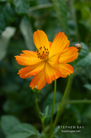 Cosmos sulphureus, 'Bright Lights'.