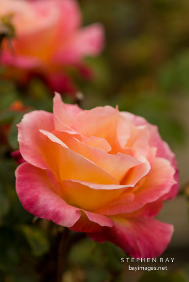 Rose, Broadway.