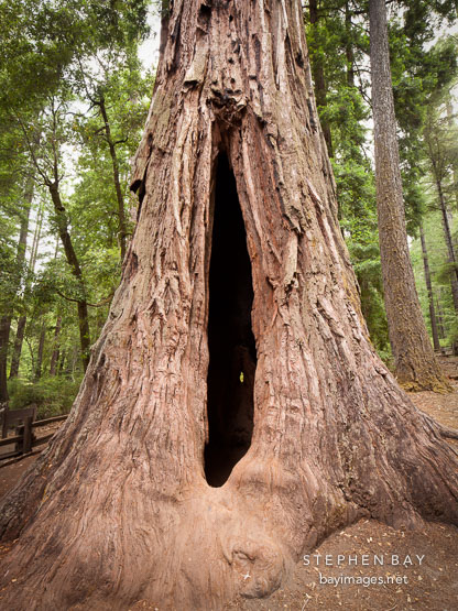 Mother of the forest. Big Basin Redwoods State Park, California.