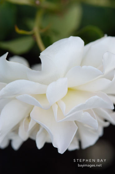 Rose 'French Lace'. (ARS 1981)