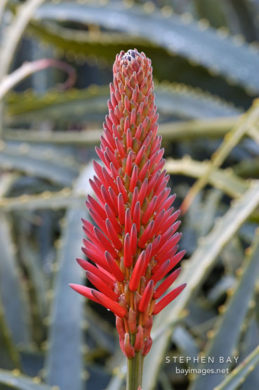 Flowering succulent.