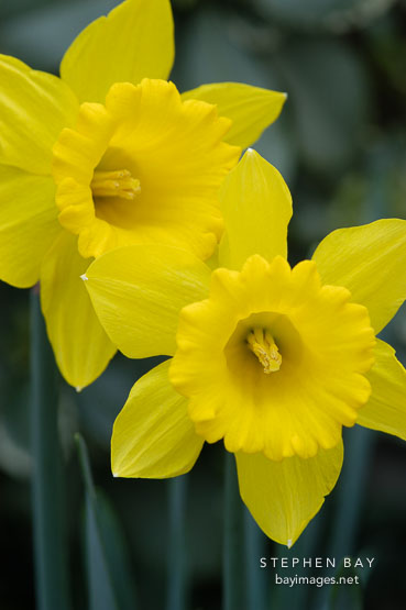 Narcissus, Daffodil.