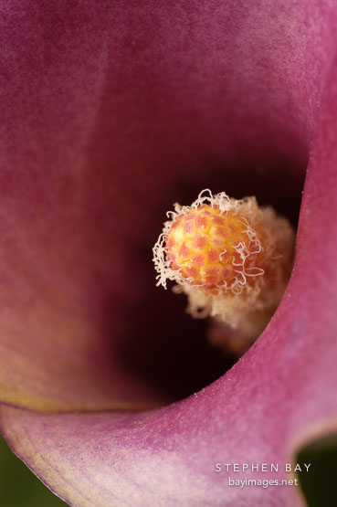 Calla Lily. Zantedeschia aethiopiea