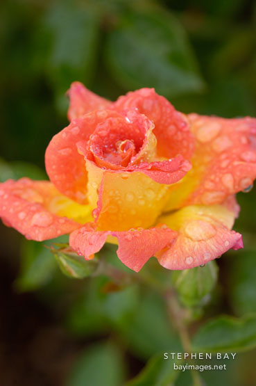 Palmetto sunrise, miniature rose.