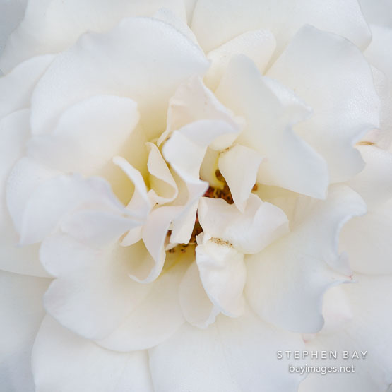 Rose 'French Lace'. (ARS 1981)
