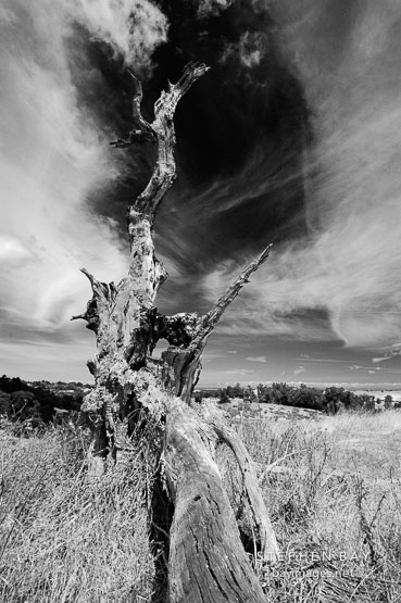 Twisted tree trunk. Arastradero Preserve. Palo Alto, California, USA.