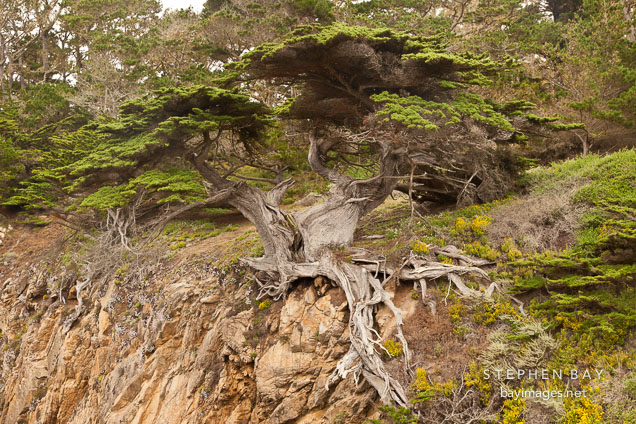 Old Veteran Cypress tree. Point Lobos, California.
