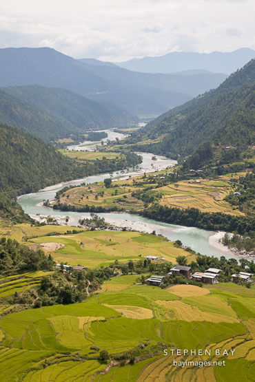Rice fields and the Mo Chhu river in the Punakha valley, Bhutan.