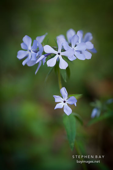 Sweet William wildflowers in Warren County. Iowa.