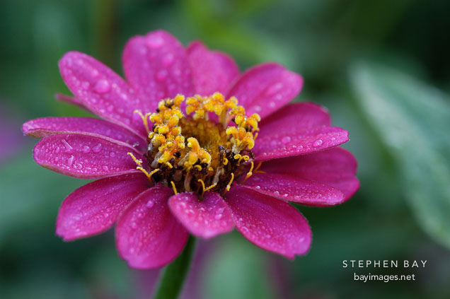 Zinnia elegans, 'Profusion Cherry'.