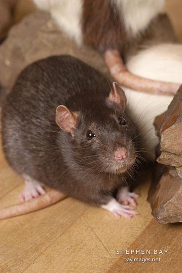 Brown self rat.