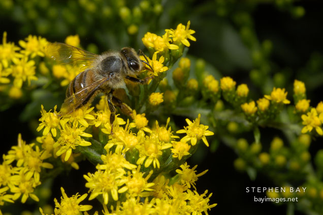 Honey bee. Apis mellifera.