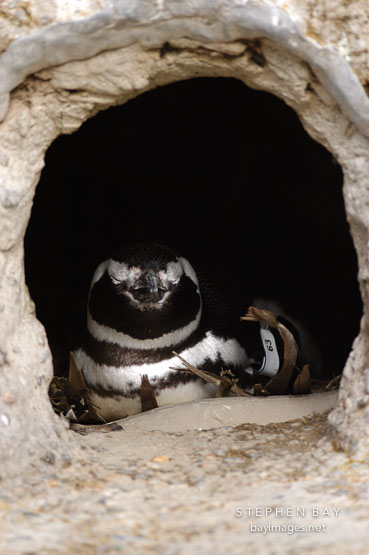 Magellanic Penguin in burrow. Spheniscus magellanicus.