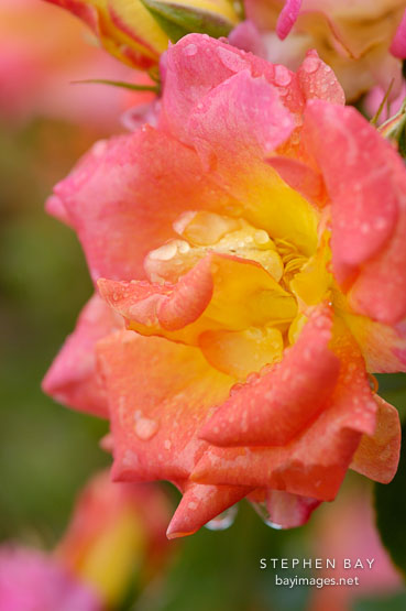 Palmetto sunrise. Miniature rose.