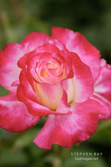 Rose 'double delight'. Rosa