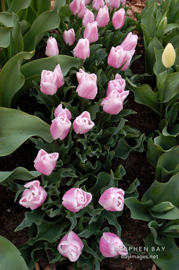 Tulip 'Gabriele', Tulipa.