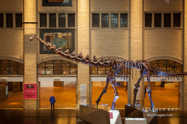 Giant dinosaur skeleton of a Futalognkosaurus in the entrance of the Royal Ontario Museum.