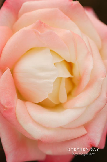 Rose 'X-rated'. Minature rose.