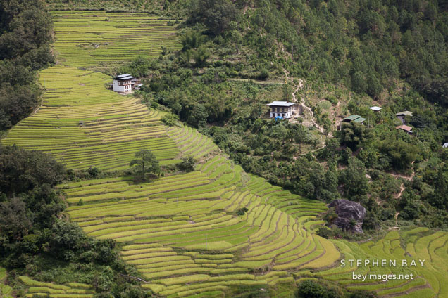 Terraced rice fields and farmhouse. Punakha Valley, Bhutan.