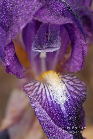 Close-up of Purple Iris.