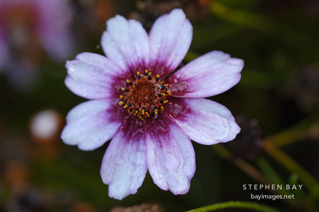 Coreopsis rosea 'Sweet Dreams'.