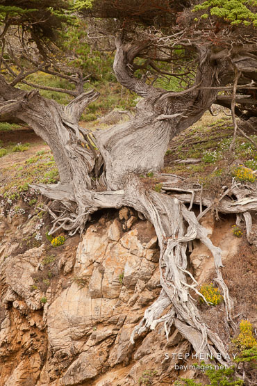 Roots of the Old Veteran Cypress.