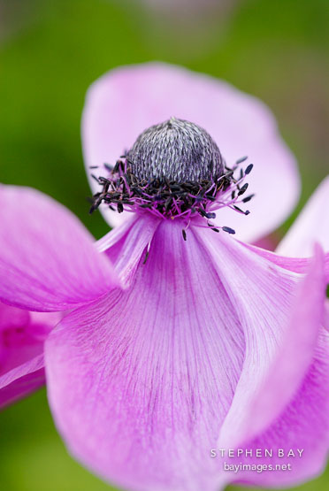 Anemone