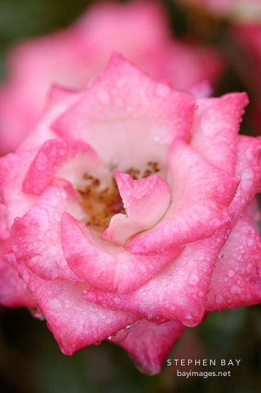 Heartbreaker. Miniature rose.