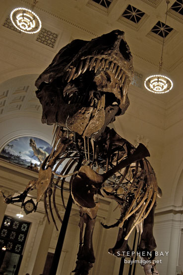 Tyrannosaurus rex. Field Museum, Chicago, Illinois, USA.