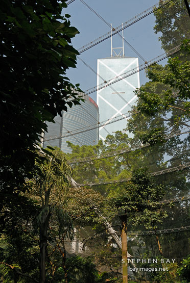 Skyscrapers seen through the canopy and steel mesh of the Edward Youde Aviary. Hong Kong, China.