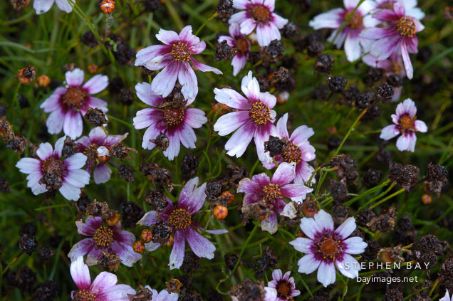 Coreopsis rosea 'Sweet Dreams'.