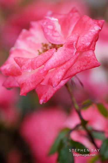 Heartbreaker. Miniature rose.
