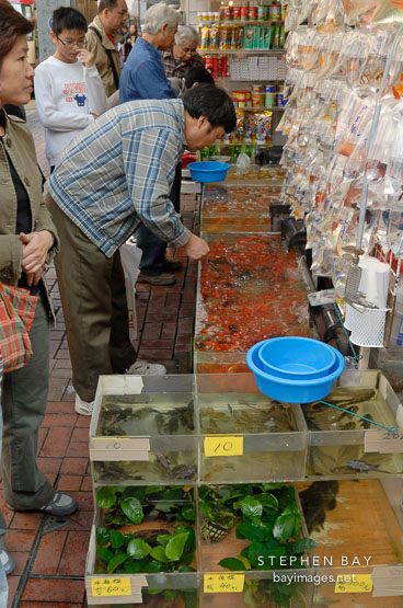 Man at Goldfish Market. Hong Kong.