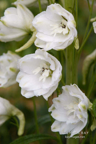 Pacific giant delphinium, 'Galahad'.