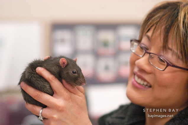 Nancy Zee holds up a pet rat. The Wonderful World of Rats, San Mateo, California, USA.
