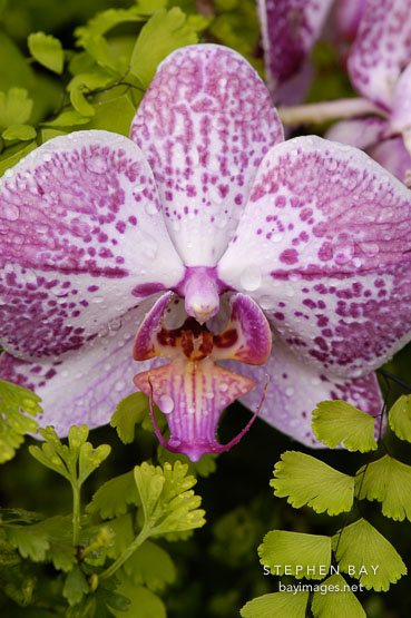 Phalaenopsis. Orchid. Orchidaceae.