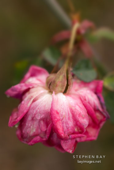 Rose, Sutter's Creek Red China.
