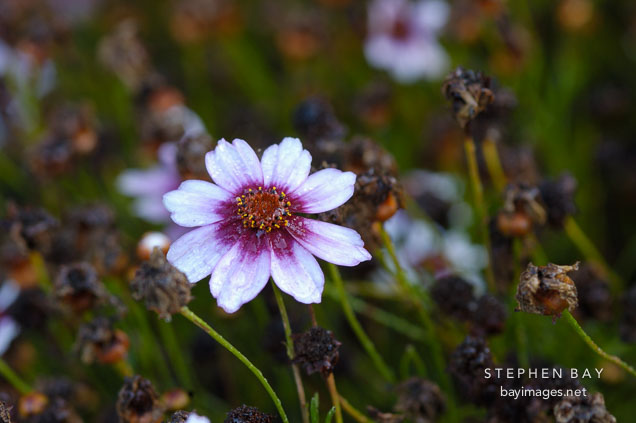 Coreopsis rosea 'Sweet Dreams'.