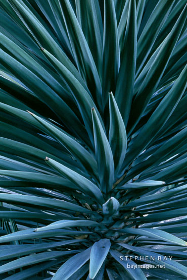 Mojave Yucca. Yucca schidgera.
