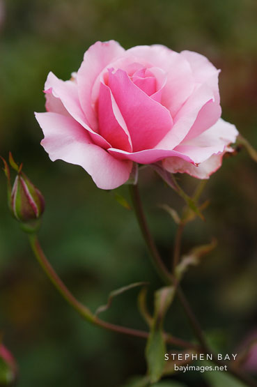 Rose, 'duet'.