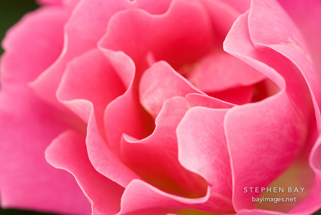 Rose, Halali.