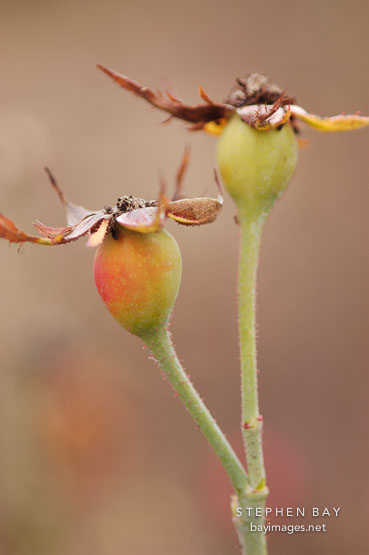 Rose hips.