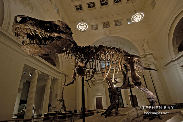 Sue, the largest and best preserved Tyrannosaurus rex fossil discovered to date. Field Museum, Chicago, Illinois, USA.