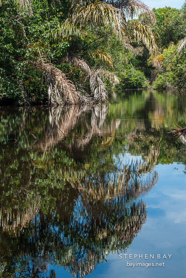 Reflection of the rainforest. Tortuguero, Costa Rica.