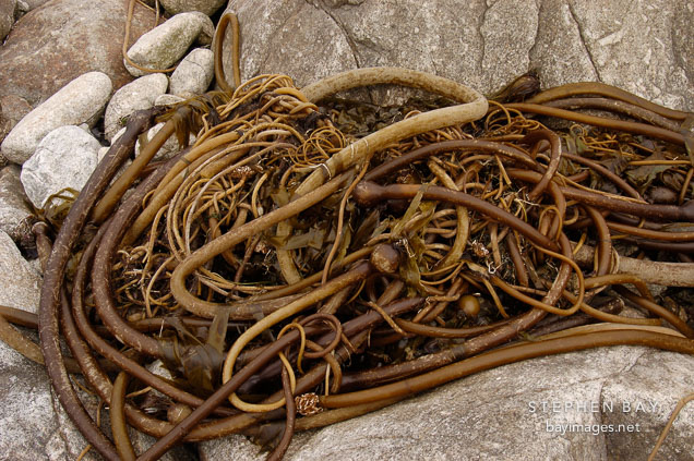 Bull kelp, Nereocystis luetkeana. 17-Mile drive, California, USA.