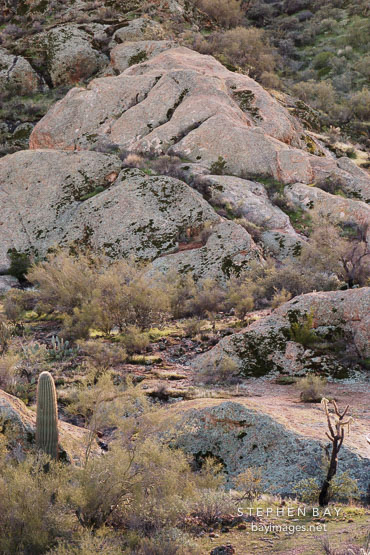 Desert cactus and chaparral on the Apache trail. Arizona, USA.